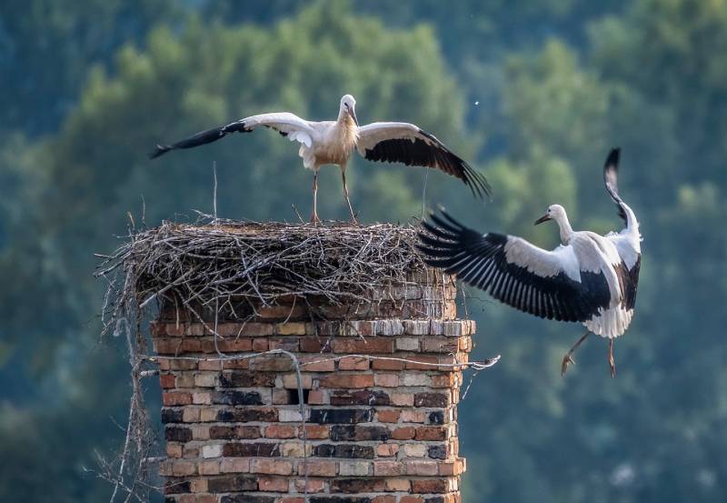 Professional Chimney Animal Removal Services in Webster, Michigan