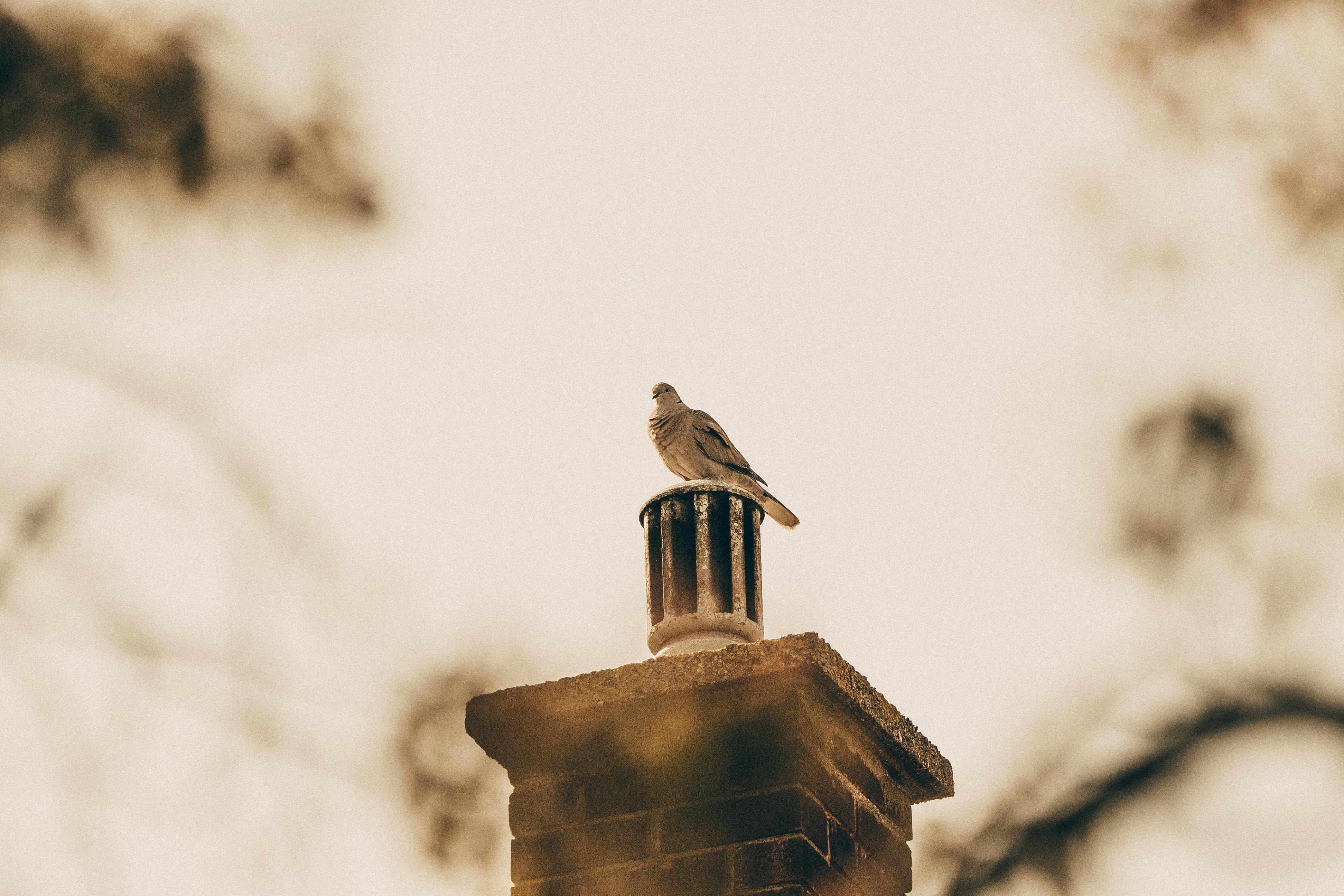 Expert Chimney Cap Installation in Webster, Michigan
